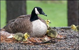 Photo of goose